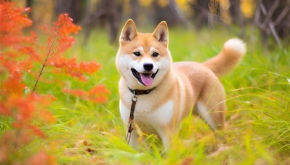 不忍了！日本为秋田犬发“数字血统证明”：防止造假【附区块链技术市场规模预测】