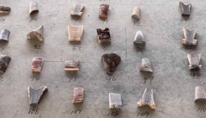 伪装成矿石，上海洋山海关查获39公斤犀牛角制品