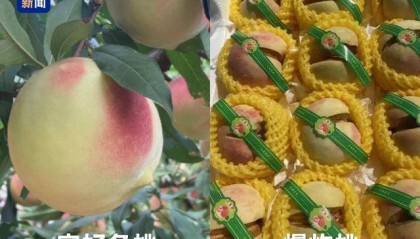 起底“水果骗局”：藏乌梨、爆炸桃、嘉宝果都是假的！
