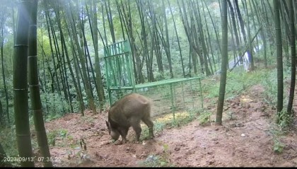 与野猪的中场“战事”