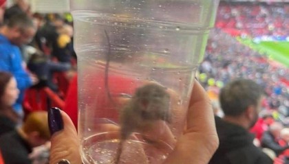 不愧是黑猫!桑德兰女球迷在曼联主场抓到一只活老鼠