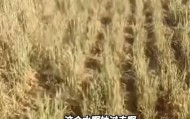 山西一地村民称村里浇地180元每小时，多方回应