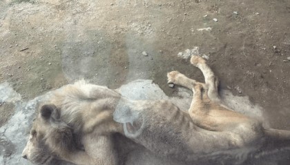 福州一野生动物世界有狮子骨瘦如柴?园方:它已有13岁“高龄”,生活作息进食均正常