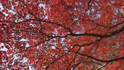 华为Mate70或将首发全新红枫摄像头 Pro+拍摄样张公布